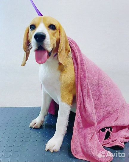 Груминг для собак и кошек