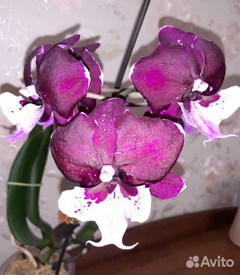Орхидея Hot Kiss