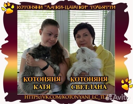 Котоняня - присмотр за Вашей кошкой у Вас дома