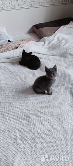 Котята, британская помесь
