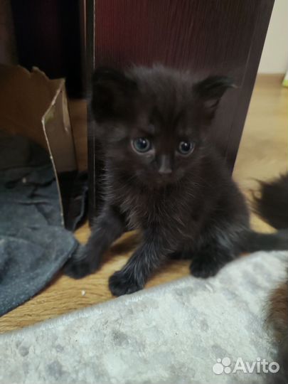 Котята сибирской кошки