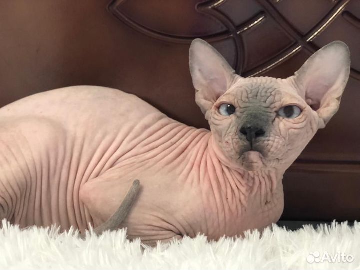 Девочка канадский сфинкс