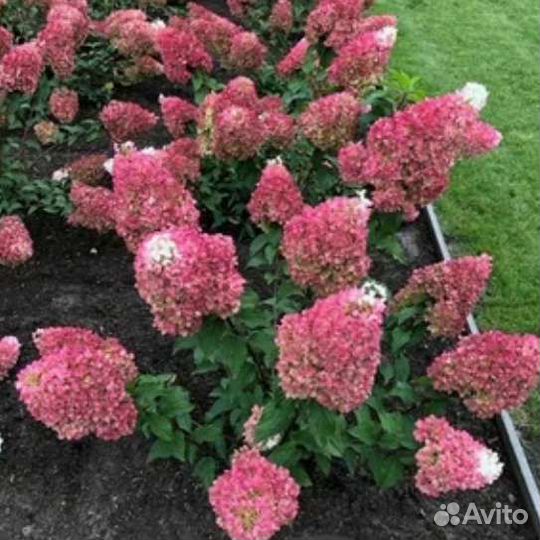 Гортензии метельчатые