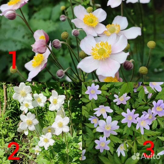 Мак декор., примулы, дицентра, анемона, дельфиниум