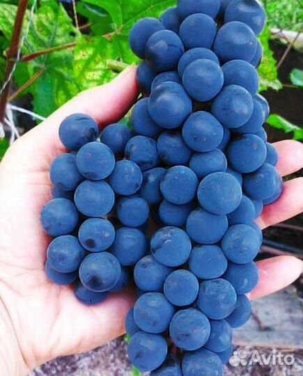 Саженцы винограда