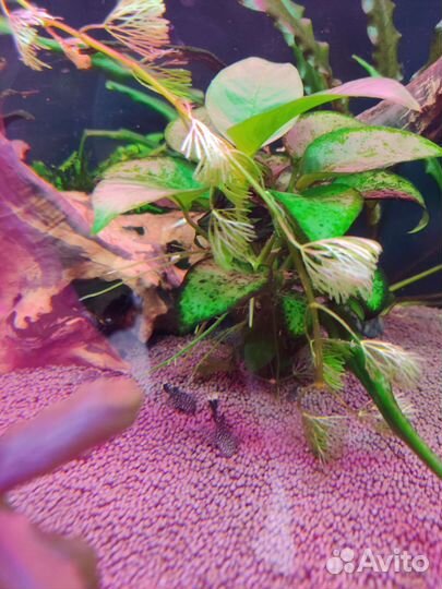 Мальки Сома Анциструса вуалевого и обычного