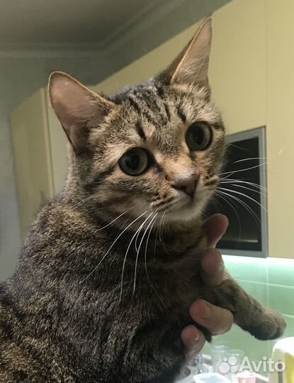 Кошка в хорошие руки