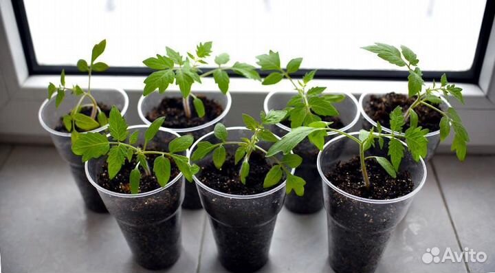 Рассада помидор и перцев