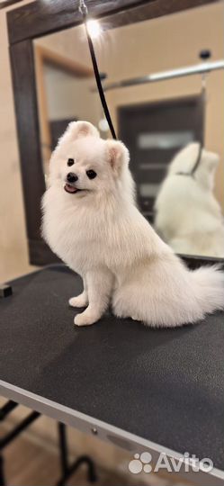 Немецкий шпиц вязка