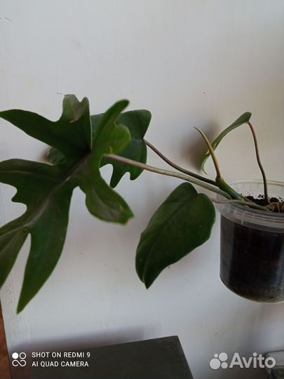 Филодендрон лучистый