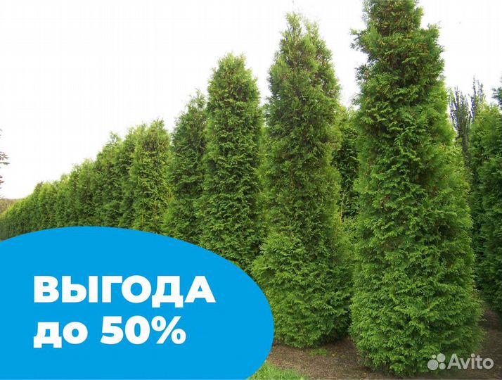 Туя смарагд 220 см