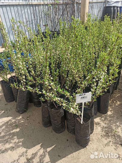 Вишня зелёноплодная: Пирамидальная, Зкс