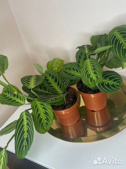 Маранты, комнатное растение