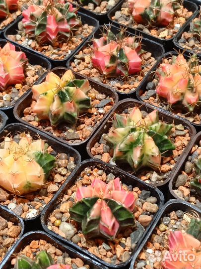 Гимнокалициумы вариегатные