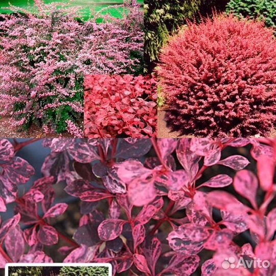 Редкие растения