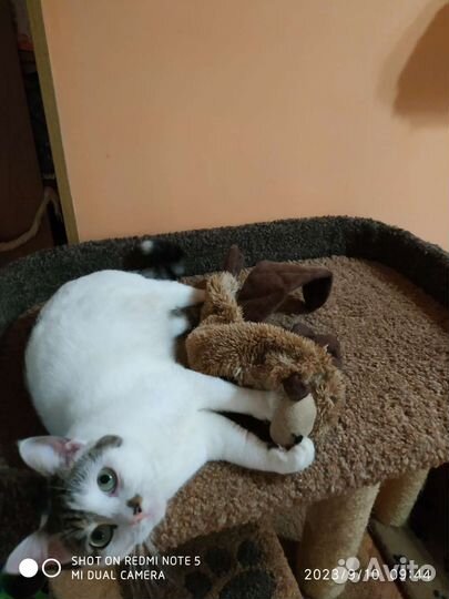 Котик ищет дом