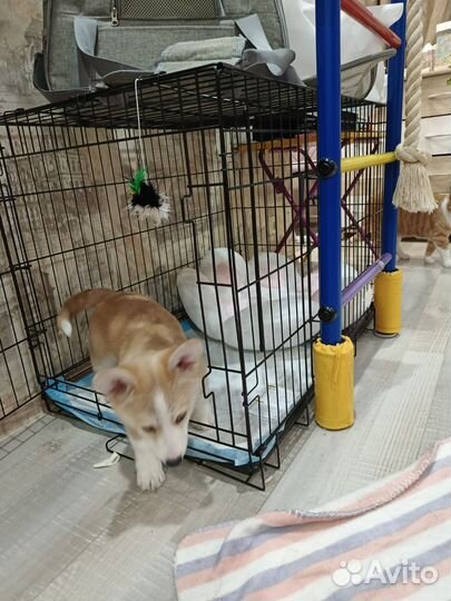 Вольер для собак в квартиру