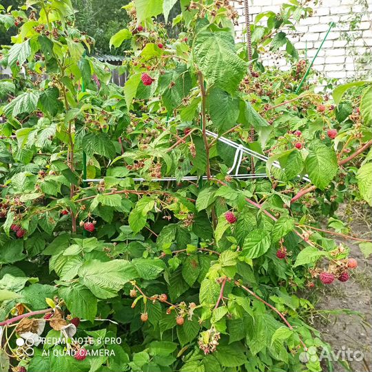 Саженцы. Малина сорт Августовское чудо