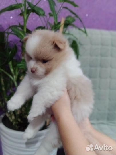 Щенки шпица