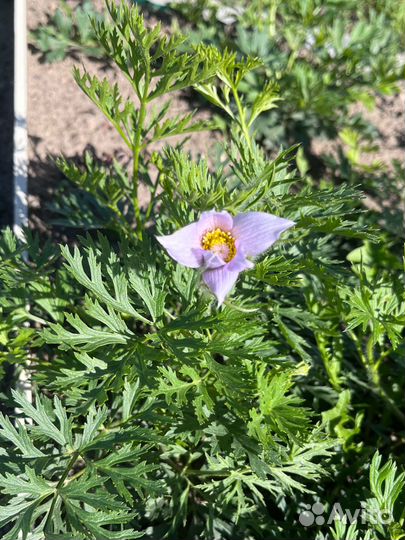 Прострел сон-трава