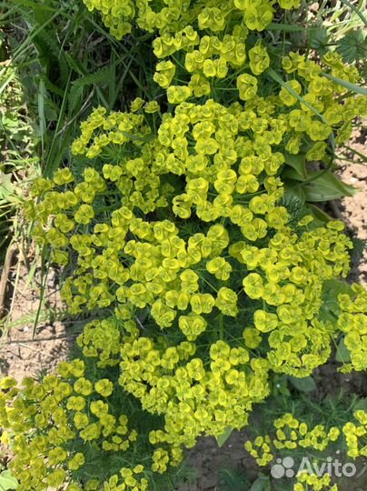 Многолетники садовые