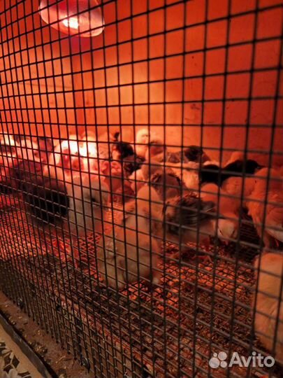 Цыплята кур несушек