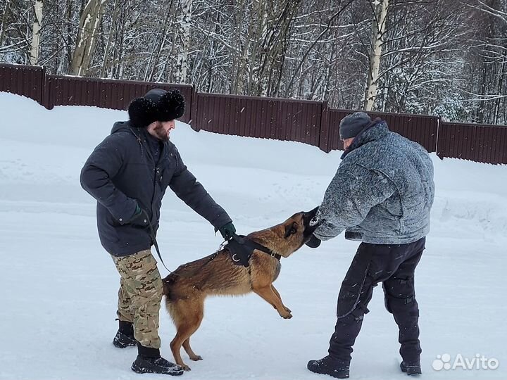 Дрессировка и воспитание собак