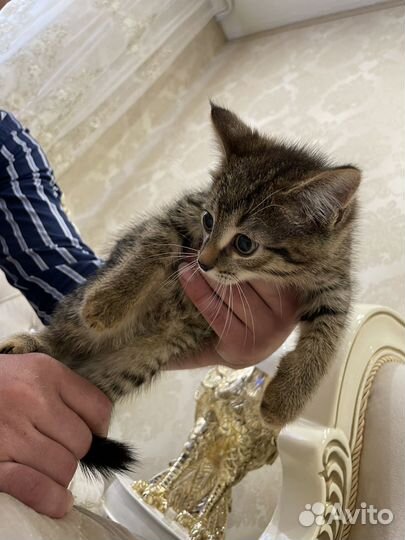 Котята бесплатно