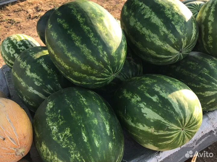 Арбузы дыня оптом
