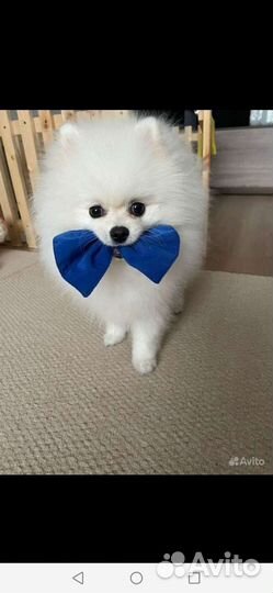 Померанский шпиц мини