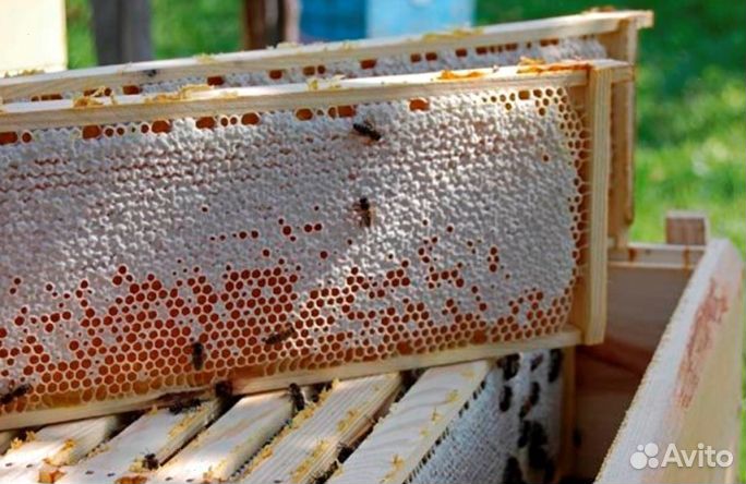 Мёд натуральный с Алтая опт. минимально 16 кг