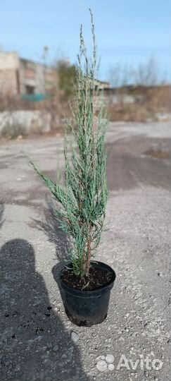 Можжевельник Блю Арроу