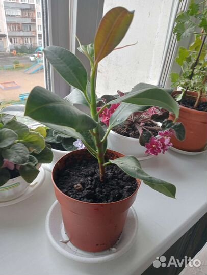 Фикус Эластика Мелани