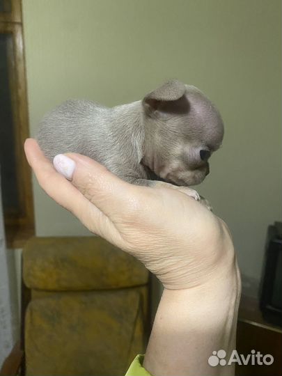 Малыши чихуахуа