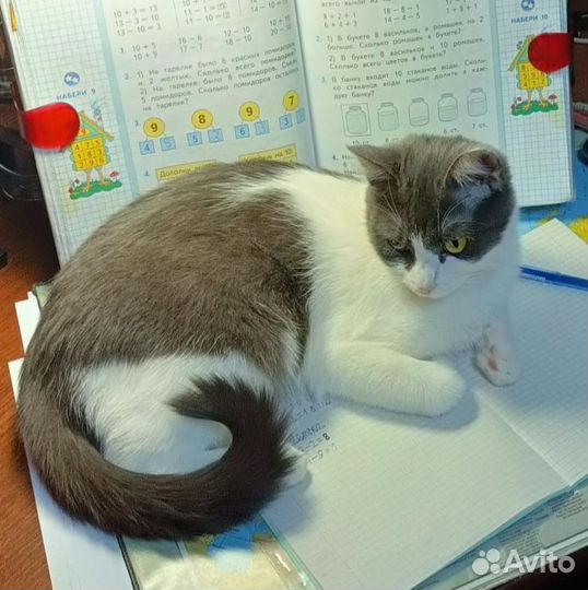 Кошка ищет дом