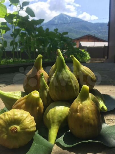 Дом 45 м² на участке 15 сот.