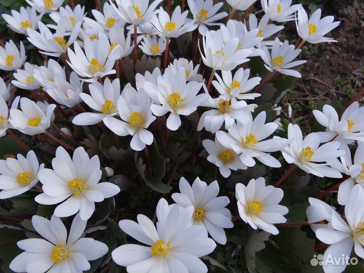 Многолетние цветы