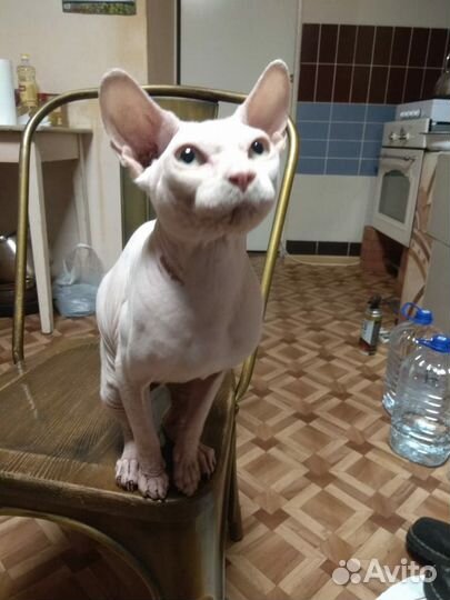 Кот Сфинкс