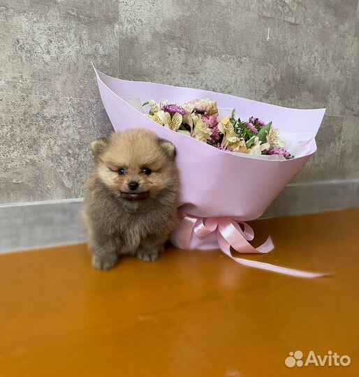 Медвежонок