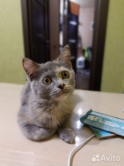Котёнок девочка ищет дом
