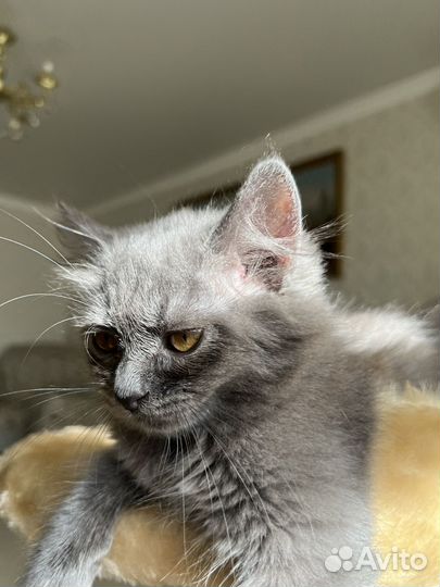 Девочка смесь мейнкуна,приучена к лотку