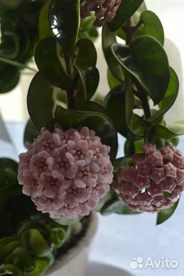 Хойи. Линеарес, Карноза, Ариадна Компакта