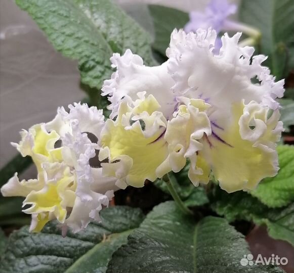 Фиалка, стрептокаппус