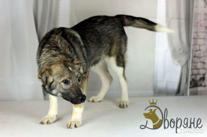 Малыш Луч в дар