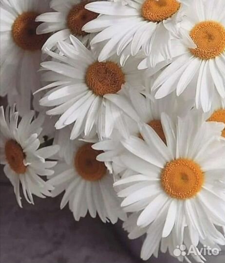 Ромашка на срез