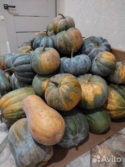 Тыква мускатная сладкая
