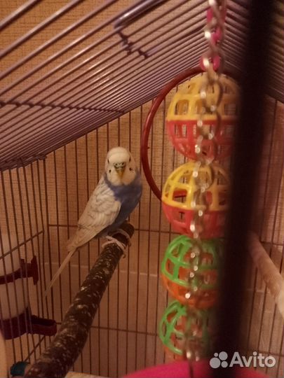 Волнистые попугаи с клеткой