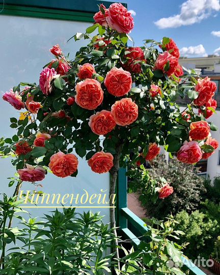 Розы на штамбе