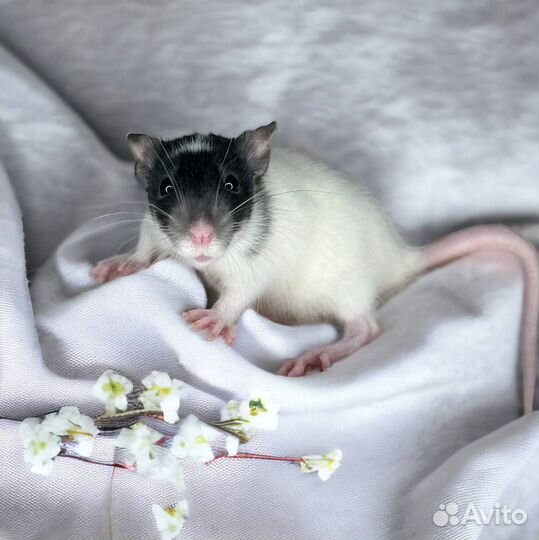 Крысята Дамбо малыши. Крыса Дамбо девочка. Крысята