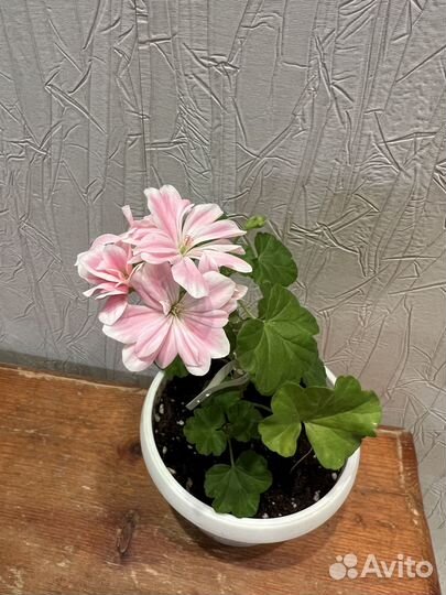 Пеларгонии сортовые